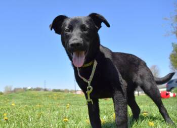 Shepherd Dogs Available for Adoption in Tomah, Wisconsin - Sapphire | PetCurious
