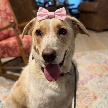 English Coonhound Dogs Available for Adoption in Houston, Texas - Sadie, Sweet Canine Lady | PetCurious