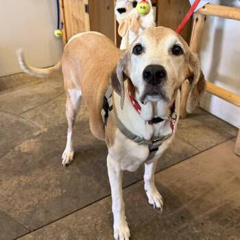 Bart -  Hound and Beagle Dog for Adoption in Boulder, Colorado - Bart | PetCurious
