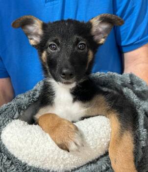 Mixed Breed Dogs Available for Adoption - Otis | PetCurious