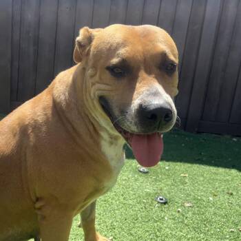 Mixed Breed Dogs Available for Adoption - Chloe AKA Merkava | PetCurious