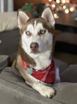 Siberian Husky Dogs Available for Adoption - Kodiak | PetCurious