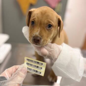 Kendall -  Mixed Breed Dog for Adoption in Charleston, West Virginia - Kendall | PetCurious