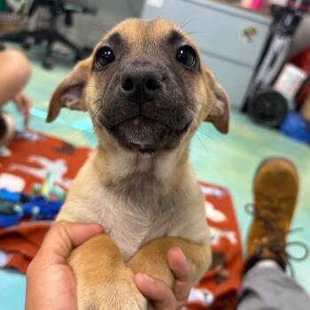 Sid -  Chihuahua and Mixed Breed Dog for Adoption in Corpus Christi, Texas - Sid | PetCurious