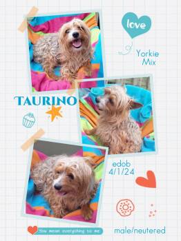 Yorkshire Terrier Dogs Available for Adoption in Missouri City, Texas - Taurino WV14332-T | PetCurious