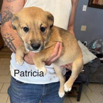 Patricia (P Litter) -  Poodle and Mixed Breed Dog for Adoption - Patricia (P Litter) | PetCurious