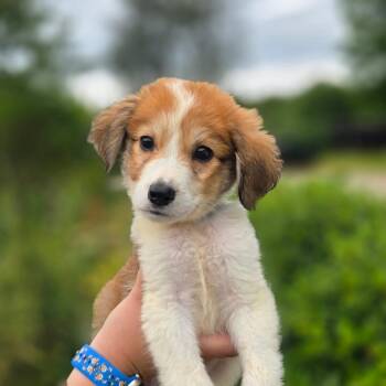 CT Rhinestone avail Sep 5 (Petco- Dayville, CT) -  Great Pyrenees and Collie Dog for Adoption in Stormville, New York - CT Rhinestone Avail Sep 5 (Petco- Dayville, CT) | PetCurious