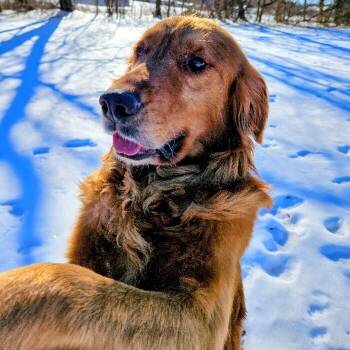Golden Retriever Dogs Available for Adoption - Rex | PetCurious
