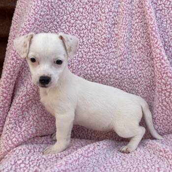 Jack Russell Terrier Dogs Available for Adoption - Bany | PetCurious