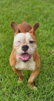 French Bulldog and Bulldog Dogs Available for Adoption in Houston, Texas - ROOK | PetCurious