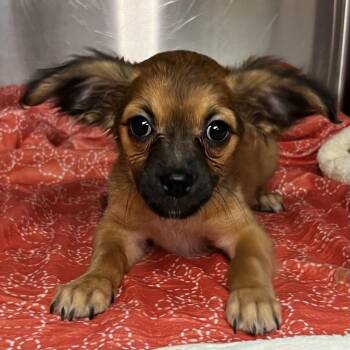 Chihuahua Dogs Available for Adoption in Palm Springs, California - Rowan | PetCurious