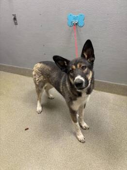 Siberian Husky and German Shepherd Dog Dogs Available for Adoption in Las Vegas, Nevada - MOONSHINE | PetCurious