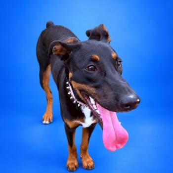 Penny -  Doberman Pinscher Dog for Adoption in San Diego, California - Penny | PetCurious