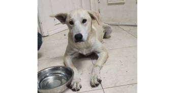 Rescue Great Pyrenees and Labrador Retriever Dogs for Adoption in Dallas, Texas - Sitka | PetCurious