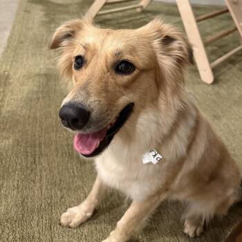 Australian Shepherd Dogs Available for Adoption in Eastford, Connecticut - CT Hoka *deaf* | PetCurious