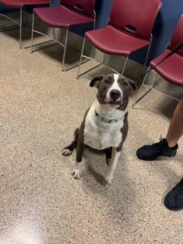 AKILES -  Pit Bull Terrier and Rhodesian Ridgeback Dog for Adoption in Doral, Florida - AKILES | PetCurious