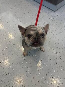French Bulldog Dogs Available for Adoption in Forney, Texas - GREMLIN | PetCurious