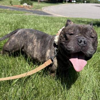 Short Stack D11580 -  English Bulldog Dog for Adoption - Short Stack D11580 | PetCurious