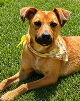 German Shepherd Dog Dogs Available for Adoption in Pleasant Hill, California - Meli | PetCurious