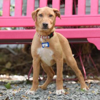 Labrador Retriever Dogs Available for Adoption in Wake Forest, North Carolina - Alf | PetCurious