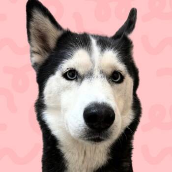 Zelda -  Siberian Husky Dog for Adoption in Reno, Nevada - Zelda | PetCurious