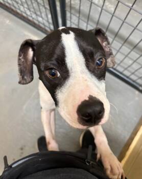 Rescue Terrier and Pit Bull Terrier Dogs for Adoption in Ruston, Louisiana - Diamond | PetCurious