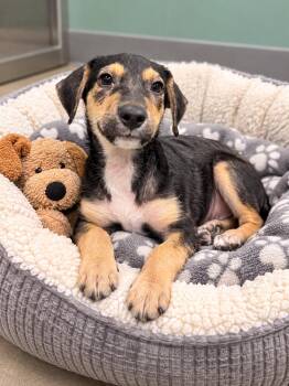 Freddie- just a puppy praying for a home -  Mixed Breed Dog for Adoption in Conway, South Carolina - Freddie- Just A Puppy Praying For A Home | PetCurious