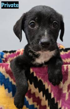 Black Labrador Retriever Dogs Available for Adoption - Private | PetCurious