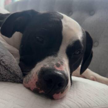 Revel -  Pit Bull Terrier Dog for Adoption in Chelmsford, Massachusetts - Revel | PetCurious