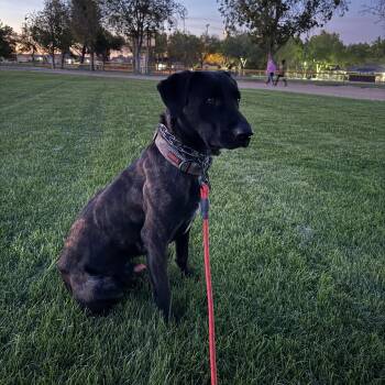 Rescue Labrador Retriever Dogs for Adoption in Oriskany, New York - Ronnie | PetCurious