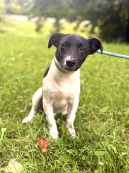 Ace -  Jack Russell Terrier and Mixed Breed Dog for Adoption in Gradyville, Kentucky - Ace | PetCurious