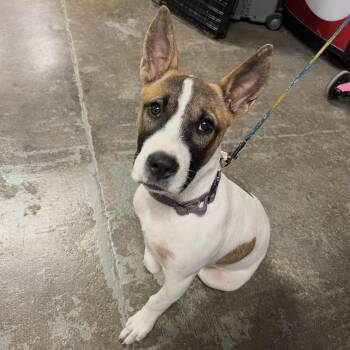 Bull Terrier Dogs Available for Adoption in Mobile, Alabama - Roxie | PetCurious