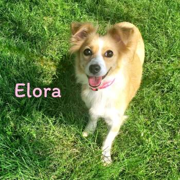 Elora -  Mixed Breed Dog for Adoption in Joliet, Illinois - Elora | PetCurious