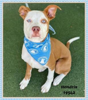HENDRIX -  Pit Bull Terrier and Hound Dog Available for Adoption in Marietta, Georgia - HENDRIX | PetCurious