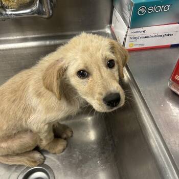 Terrier Dogs Available for Adoption - Ashleigh | PetCurious