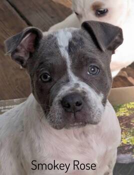 Pit Bull Terrier Dogs Available for Adoption in Pembroke, Massachusetts - Smokey Rose  | PetCurious