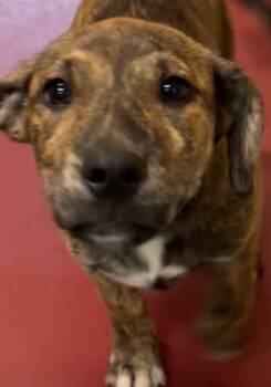 Becky -  Basset Hound and Catahoula Leopard Dog Dog for Adoption in Elizabethton, Tennessee - Becky | PetCurious