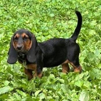 Lilith -  Basset Hound Dog for Adoption in Farragut, Tennessee - Lilith | PetCurious