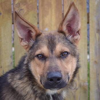 German Shepherd Dog and Collie Dogs Available for Adoption in Huntley, Illinois - Beasley | PetCurious