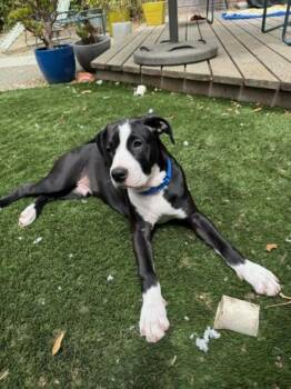 SAUL* -  Staffordshire Bull Terrier and Mixed Breed Dog for Adoption in Santa Cruz, California - SAUL* | PetCurious
