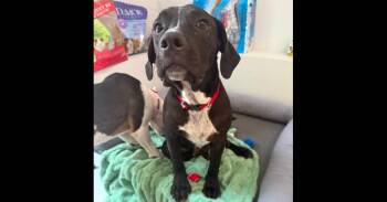Diesel -  Hound and Boxer Dog for Adoption in Youngsville, North Carolina - Diesel | PetCurious