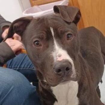 Pit Bull Terrier Dogs Available for Adoption - Tank | PetCurious