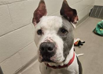 Pit Bull Terrier Dogs Available for Adoption in Kent, Washington - FREYJA | PetCurious