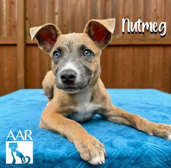 Nutmeg -  Pit Bull Terrier and Plott Hound Dog for Adoption in Magnolia, Texas - Nutmeg | PetCurious