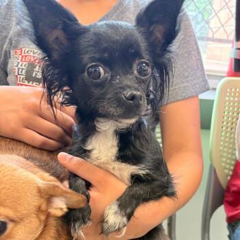 Chihuahua Dogs Available for Adoption in Philadelphia, Pennsylvania - La Chona | PetCurious