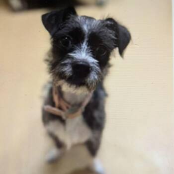 Peg -  Miniature Poodle and Terrier Dog for Adoption in Oceanside, California - Peg | PetCurious