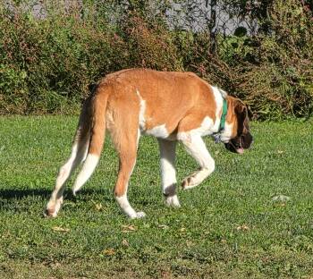 Cleo -  Saint Bernard Dog for Adoption in Carey, Ohio - Cleo | PetCurious