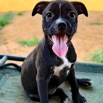 Artemis -  Terrier Dog for Adoption in Oklahoma City, Oklahoma - Artemis | PetCurious