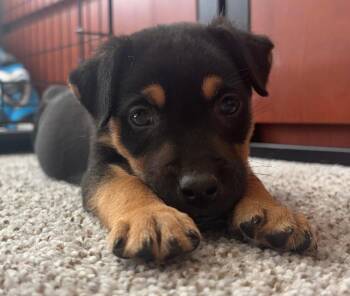 Rescue Rottweiler and Miniature Pinscher Dogs for Adoption in Calabash, North Carolina - Reese | PetCurious