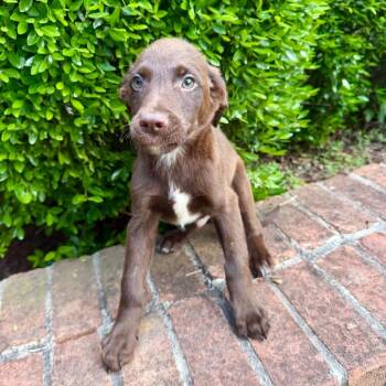 Mixed Breed Dogs Available for Adoption in Brownsboro, Alabama - Ravioli | PetCurious
